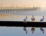 Perched Pelicans_4665-6